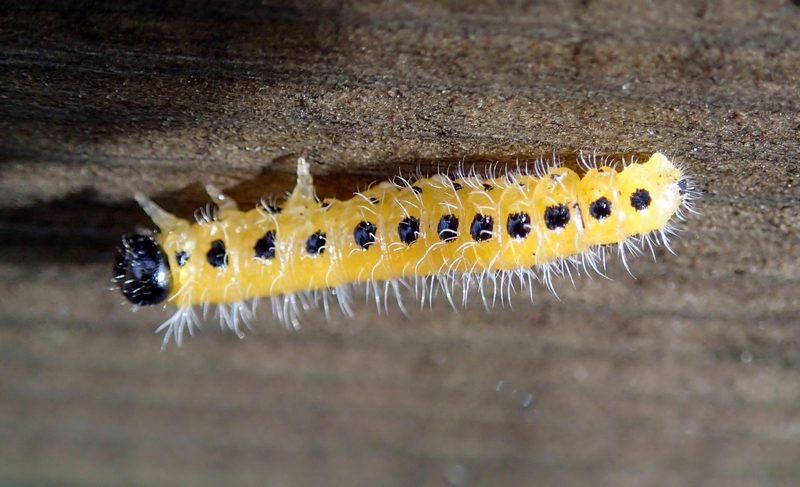 Larva di Symphita